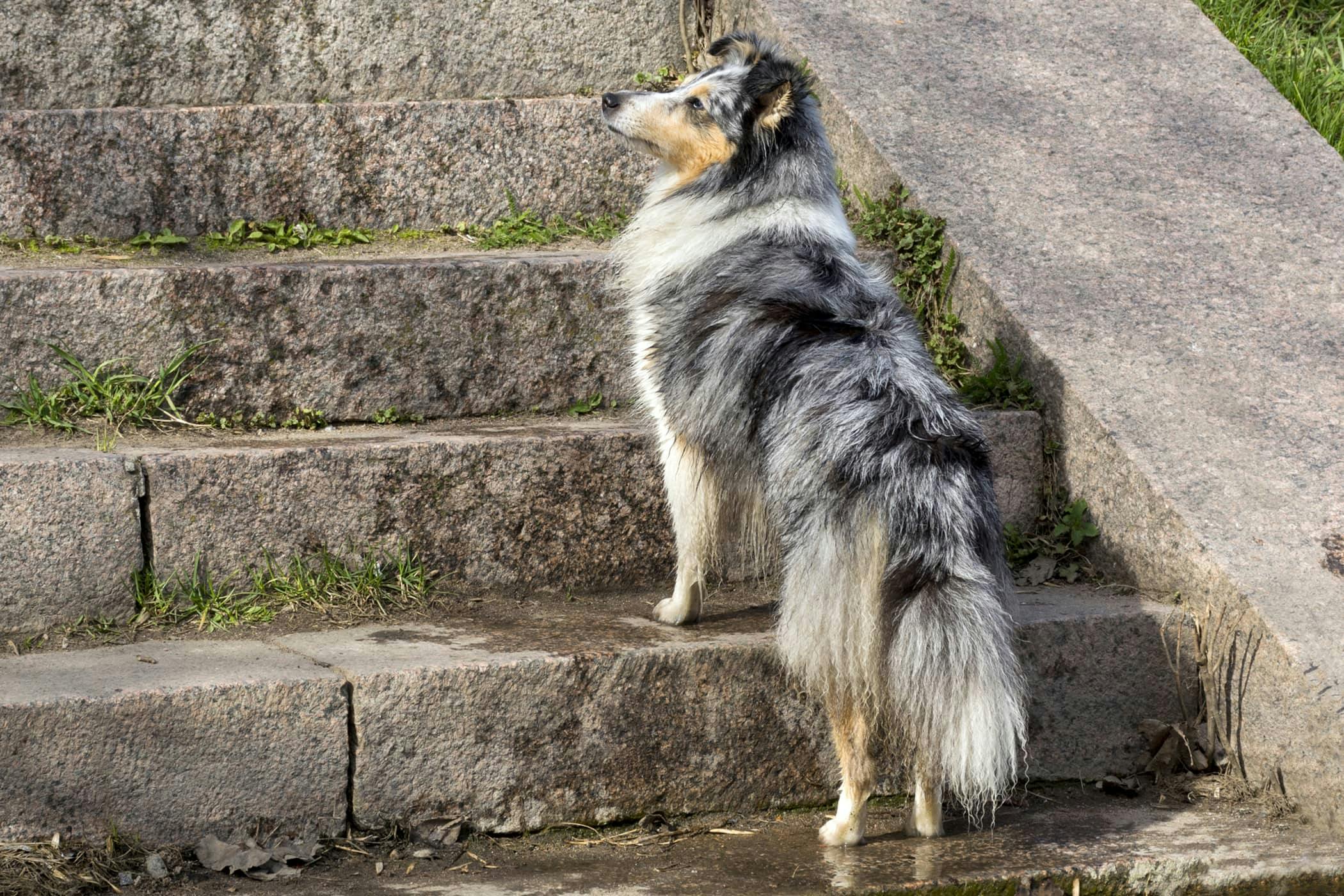 can a blind dog lead a normal life