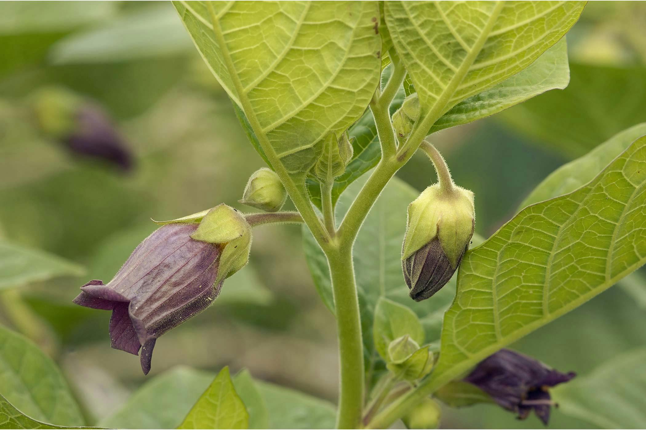 poisonous nightshade flower