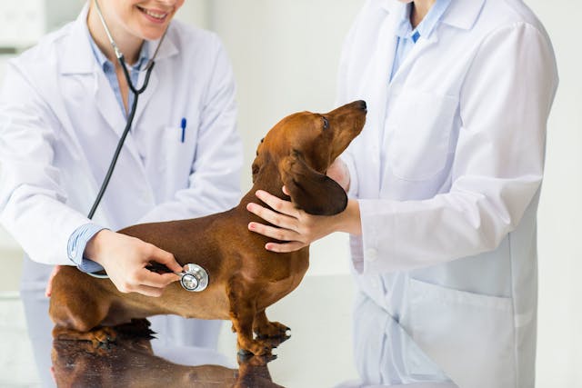 Defects of the Ventricular Septum in Dogs - Symptoms, Causes, Diagnosis, Treatment, Recovery, Management, Cost