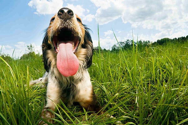 how can you tell if a dog is dehydrated and throwing up