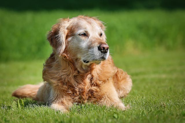 Dementia in Dogs - Symptoms, Causes, Diagnosis, Treatment, Recovery, Management, Cost