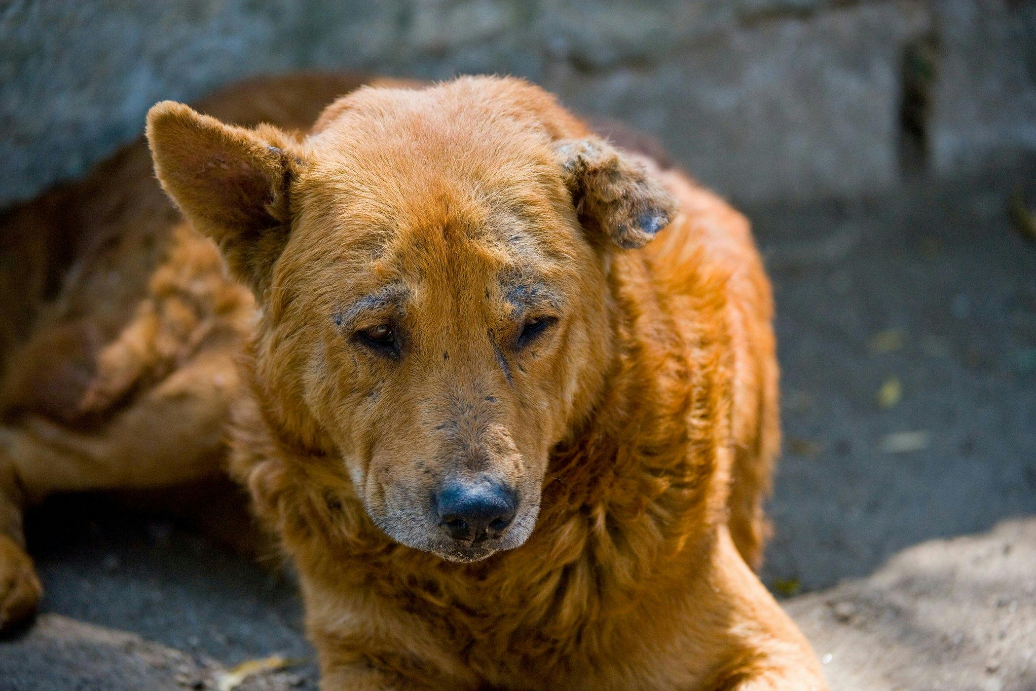 demodex treatment dogs