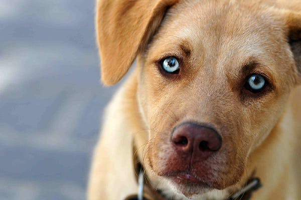 Dermoids in the Eye in Dogs - Symptoms, Causes, Diagnosis, Treatment, Recovery, Management, Cost