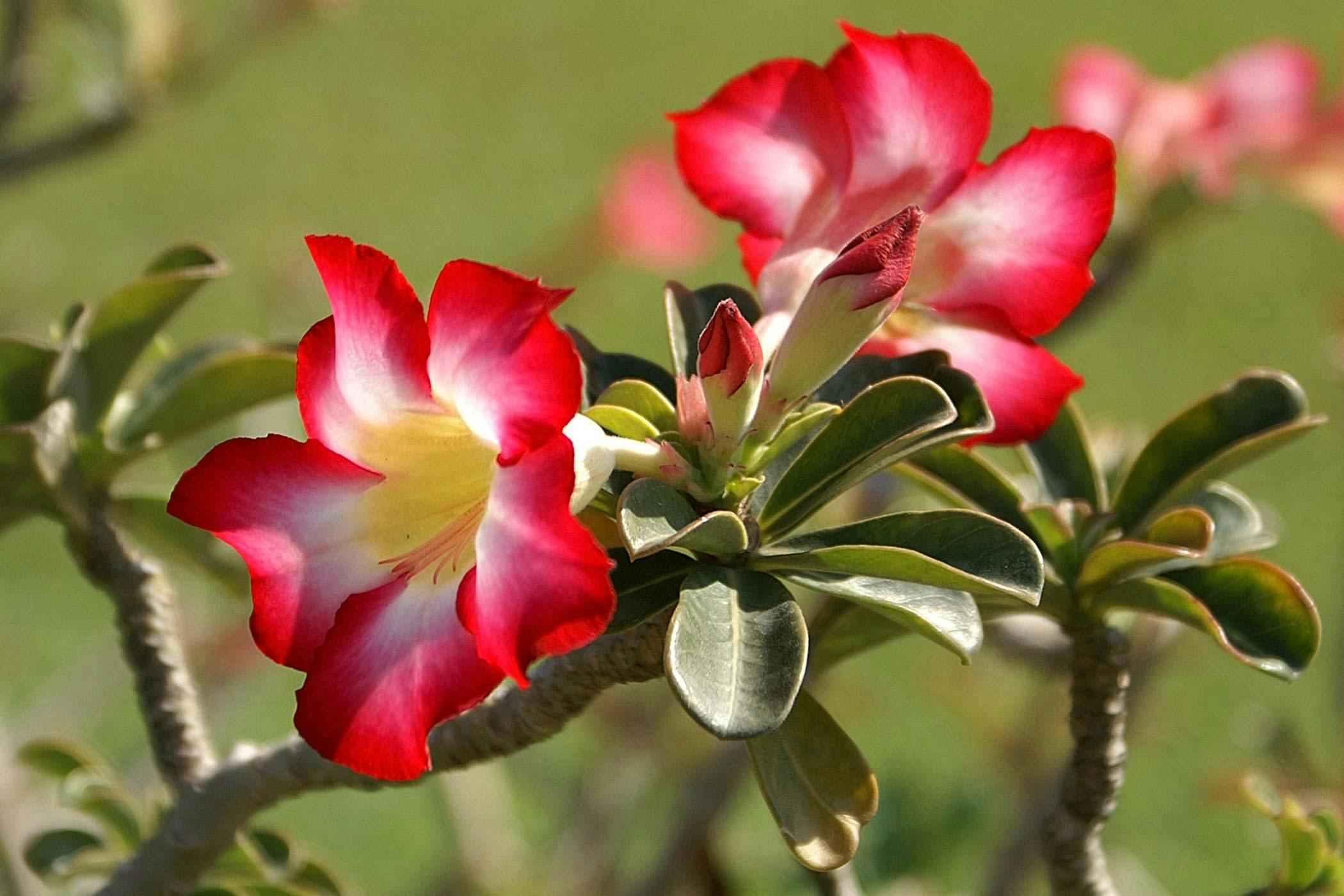 Desert Rose Poisoning In Dogs Symptoms Causes Diagnosis Treatment Recovery Management Cost