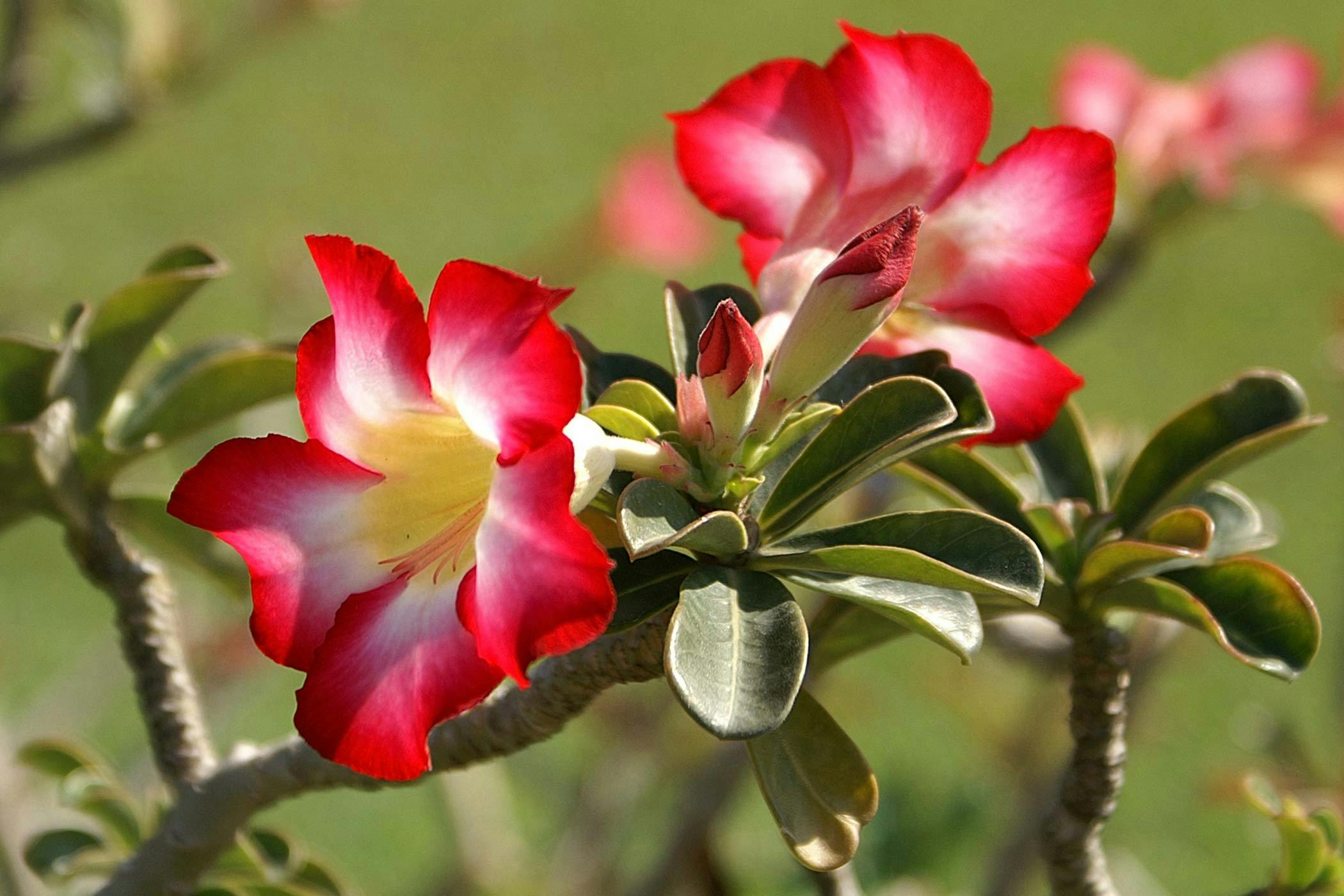 Ever seen a desert rose with two different colored flowers? : r