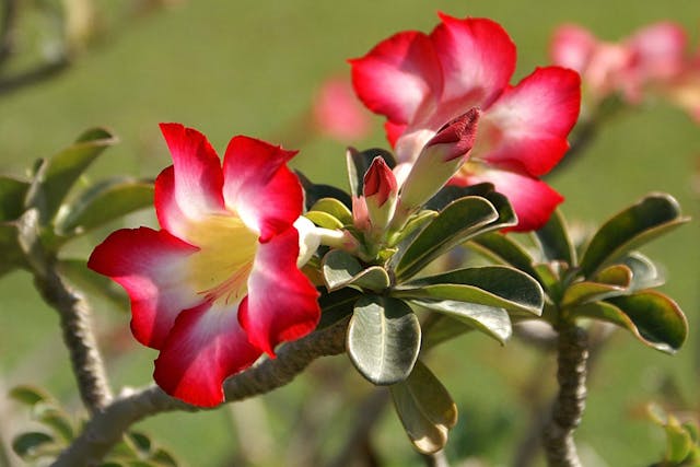 Desert Rose Poisoning in Dogs - Symptoms, Causes, Diagnosis, Treatment, Recovery, Management, Cost