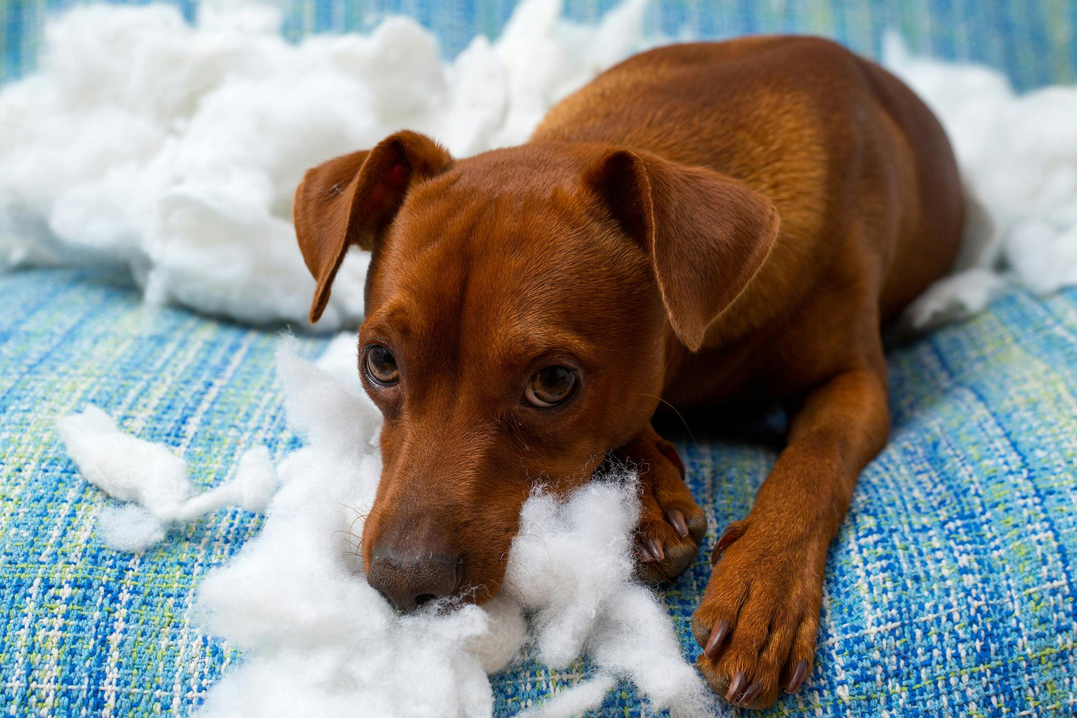 Puppy ripping up store bed