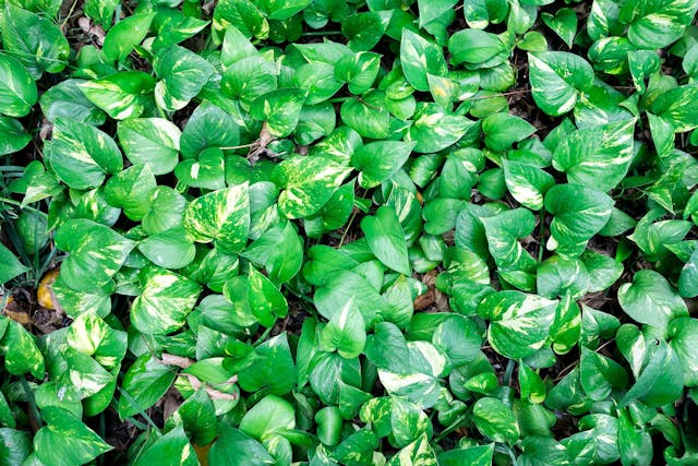 Devil's Ivy Poisoning in Dogs - Symptoms, Causes, Diagnosis, Treatment, Recovery, Management, Cost