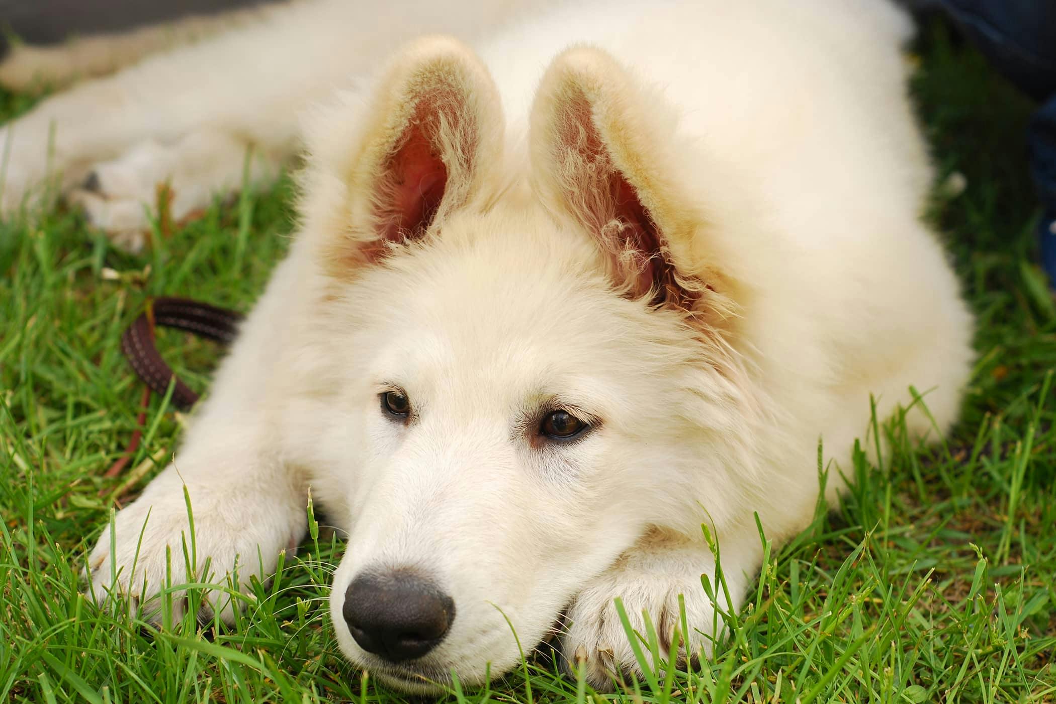 How Long Do Worming Tablets Take To Work Dogs