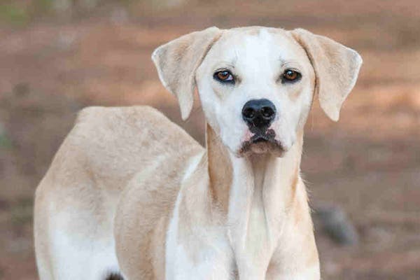Diabetes Insipidus in Dogs - Symptoms, Causes, Diagnosis, Treatment