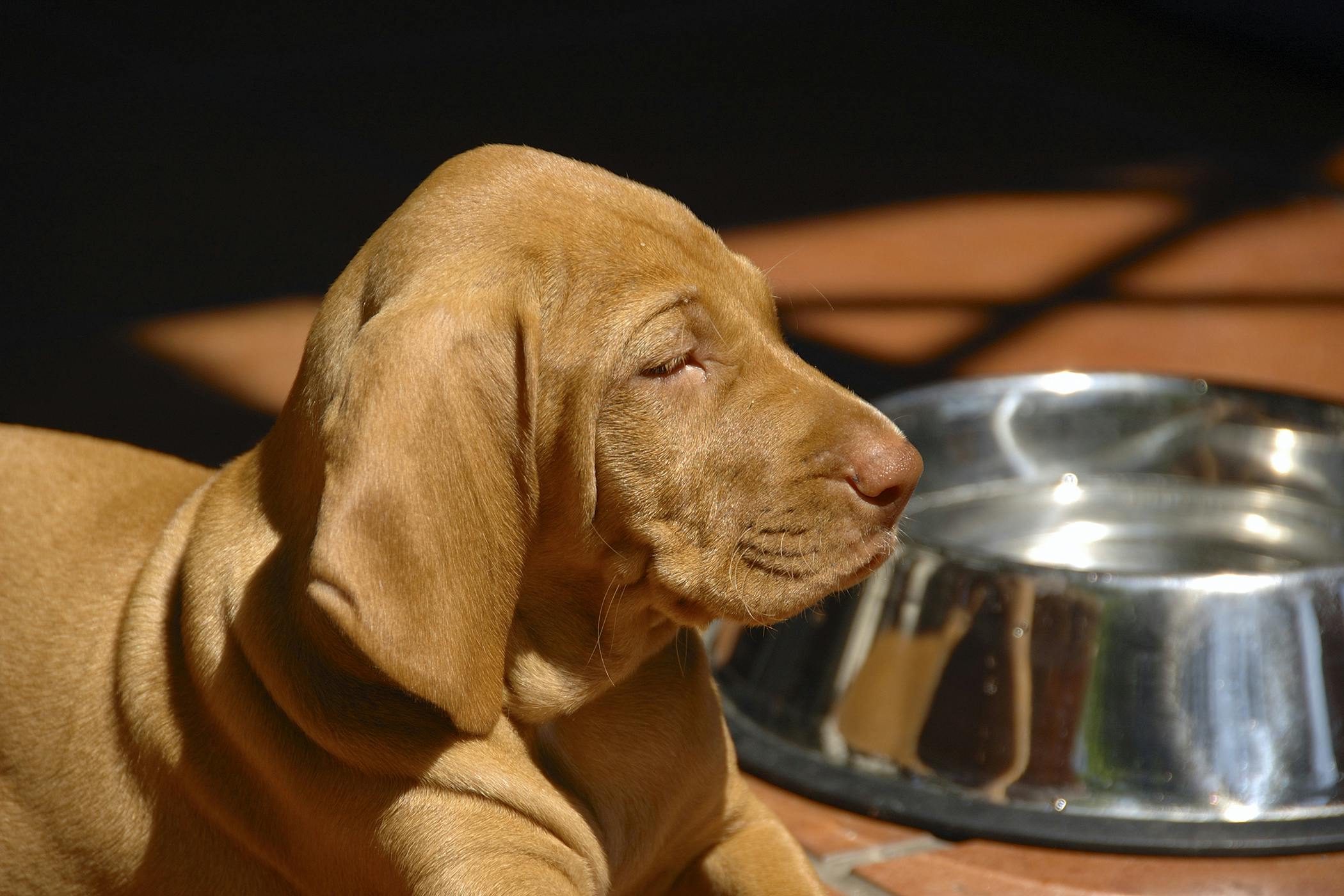 chicken and rice for dog diarrhea