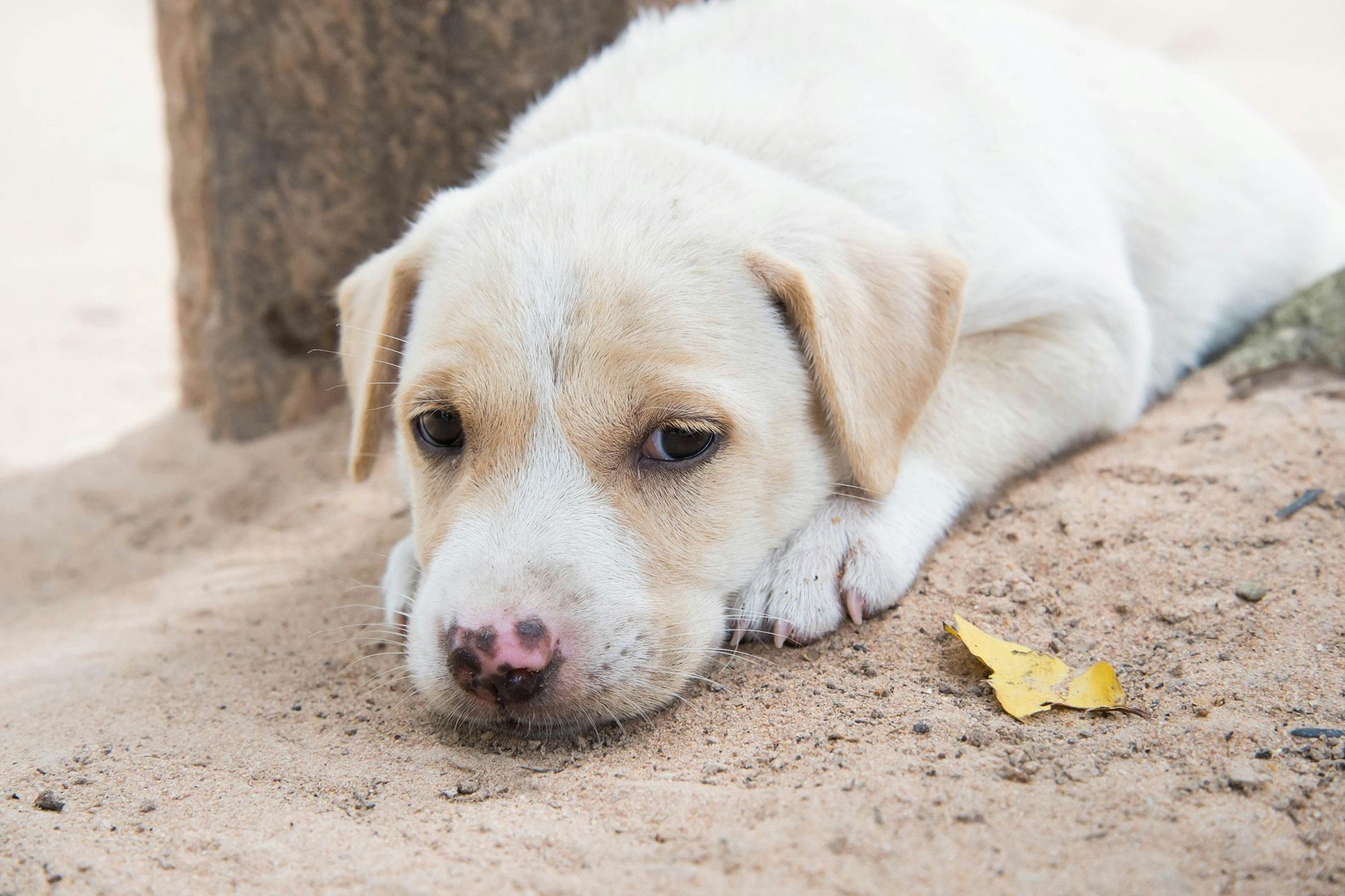 Diarrhea Long Term In Dogs Symptoms Causes Diagnosis