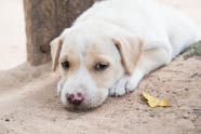 Antibiotics For Dog Diarrhea Save Up To 17 www ilcascinone