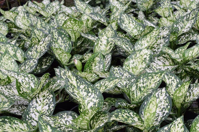Dieffenbachia Poisoning in Dogs - Symptoms, Causes, Diagnosis, Treatment, Recovery, Management, Cost