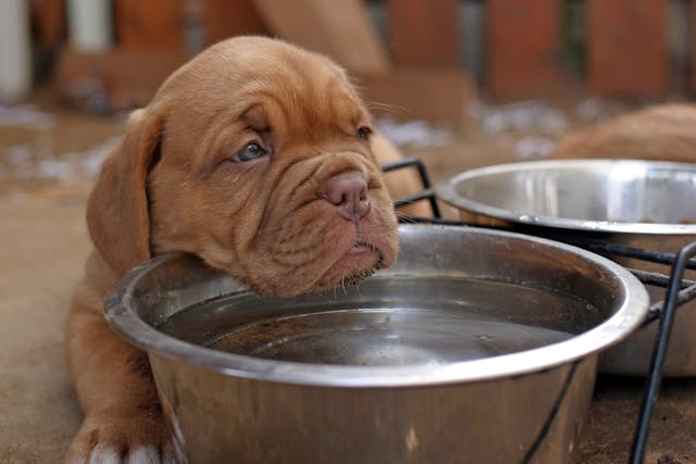 Diet Change in Dogs - Conditions Treated, Procedure, Efficacy, Recovery, Cost, Considerations, Prevention
