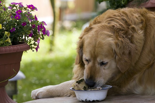 Dietary Protein Intolerance in Dogs - Symptoms, Causes, Diagnosis, Treatment, Recovery, Management, Cost
