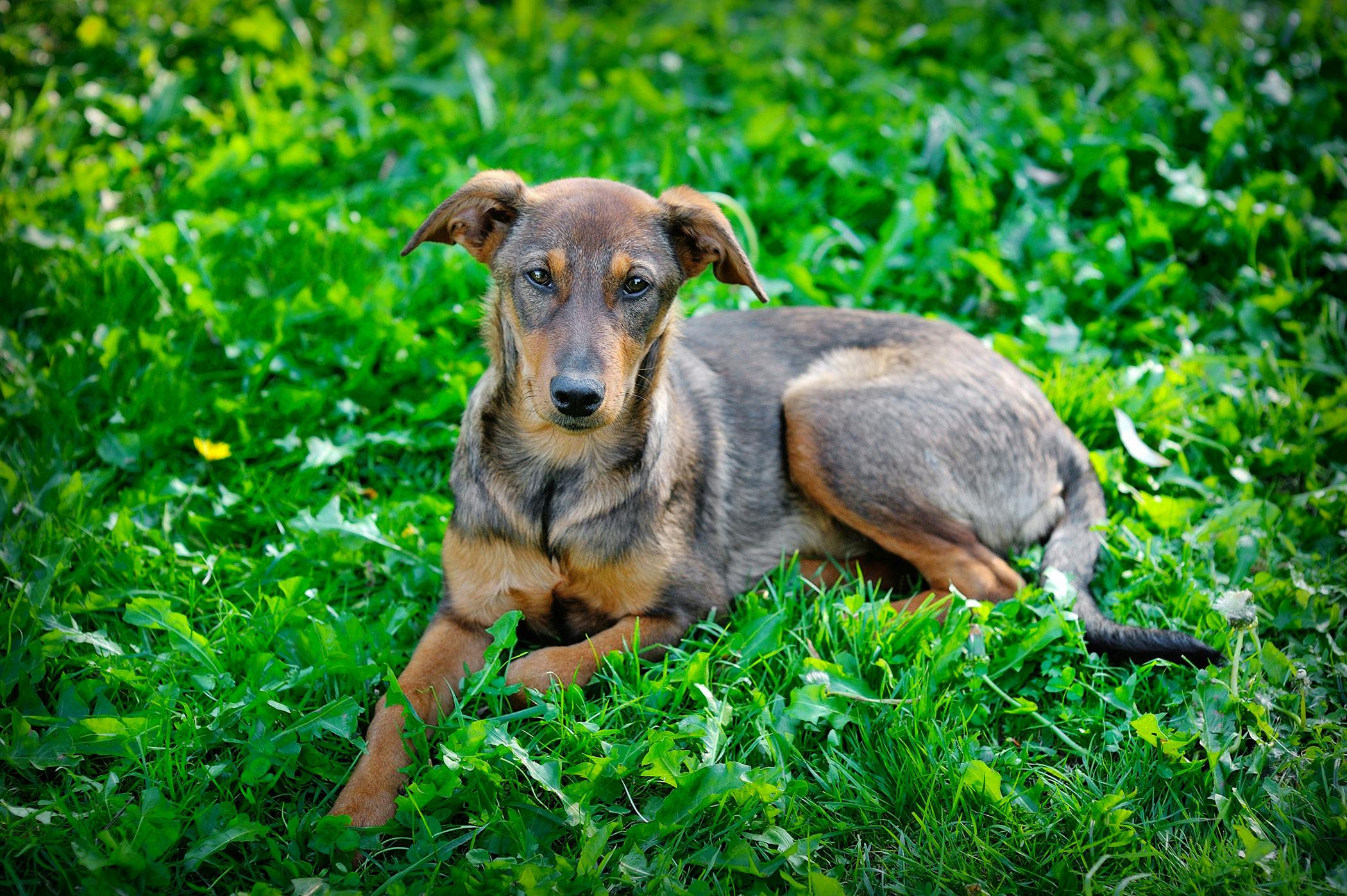 what can cause a puppy to poop blood