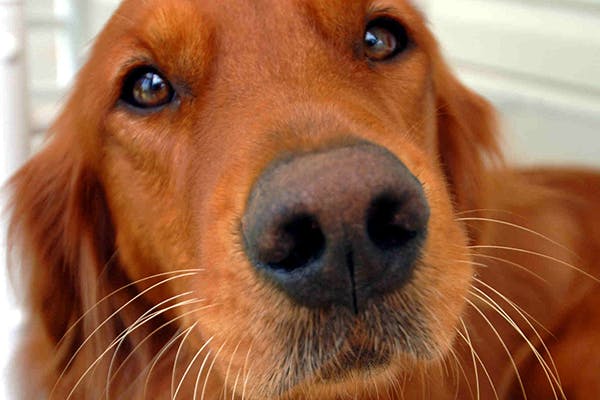 Discoid Lupus Erythematosus In Dogs Symptoms Causes Diagnosis