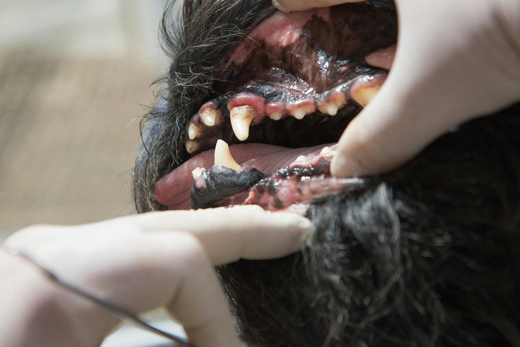 Black on dog tooth