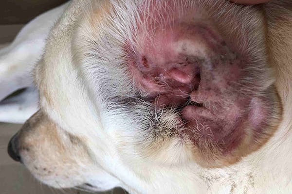 Disorders of the Outer Ear in Dogs - Symptoms, Causes, Diagnosis, Treatment, Recovery, Management, Cost