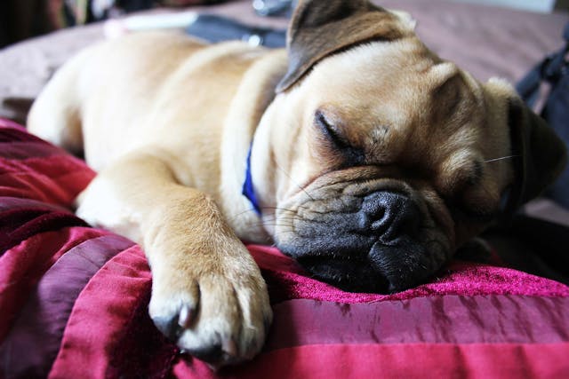 Disulfoton Poisoning in Dogs - Symptoms, Causes, Diagnosis, Treatment, Recovery, Management, Cost