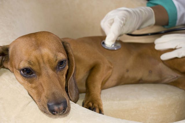 Diuretic Poisoning in Dogs - Symptoms, Causes, Diagnosis, Treatment, Recovery, Management, Cost
