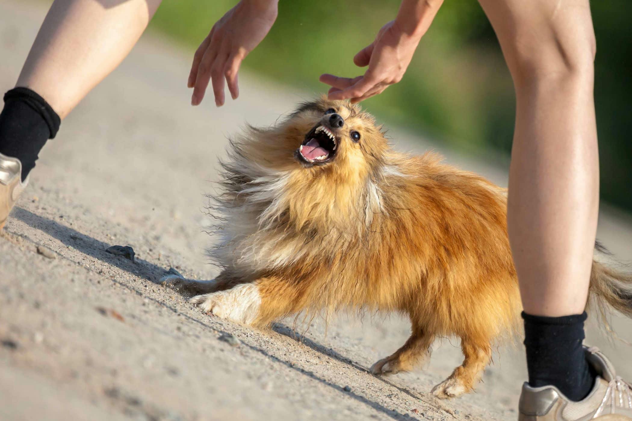 is dog licking a sign of dominance