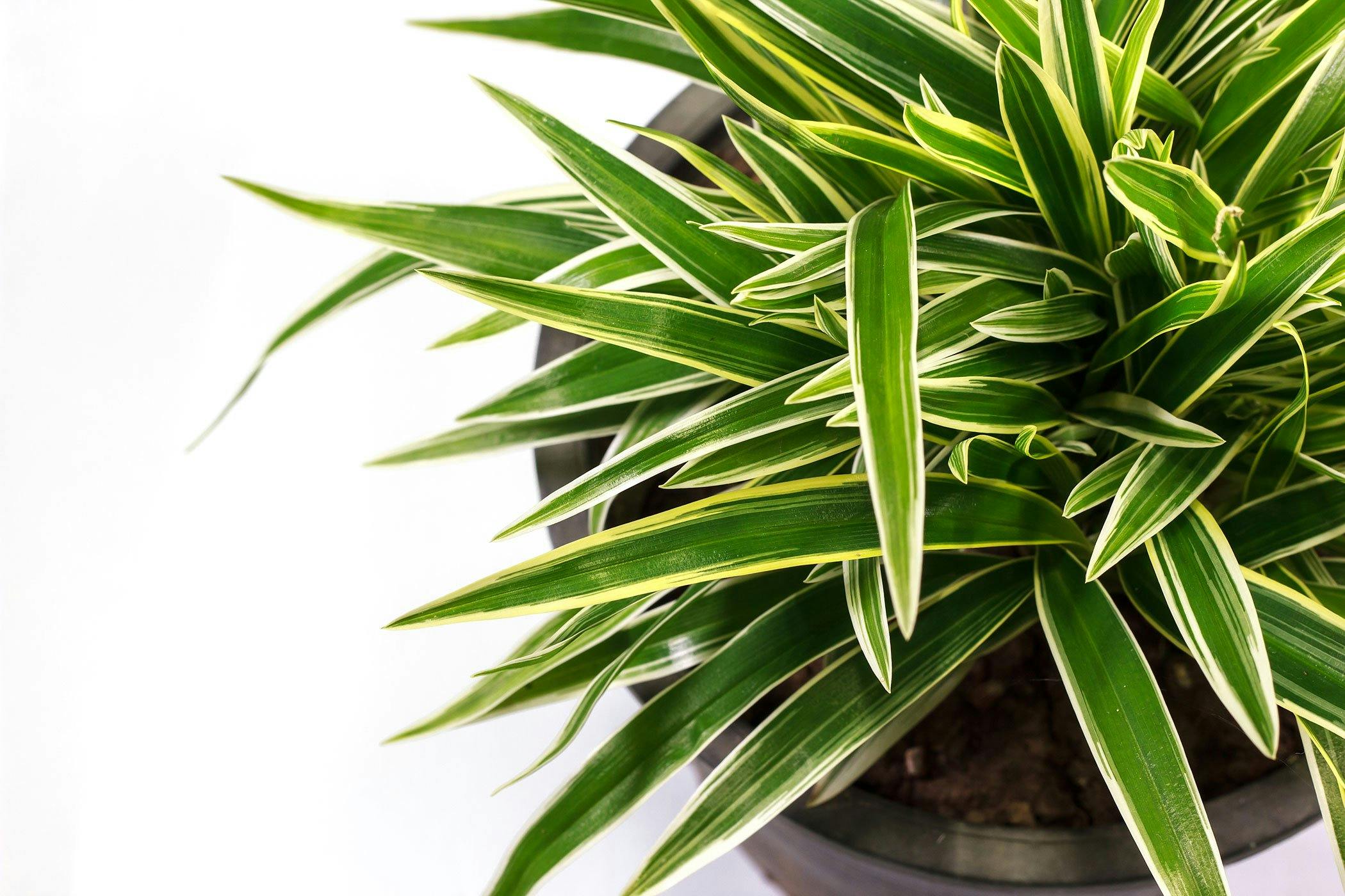 Dracaena toxic cheap to dogs