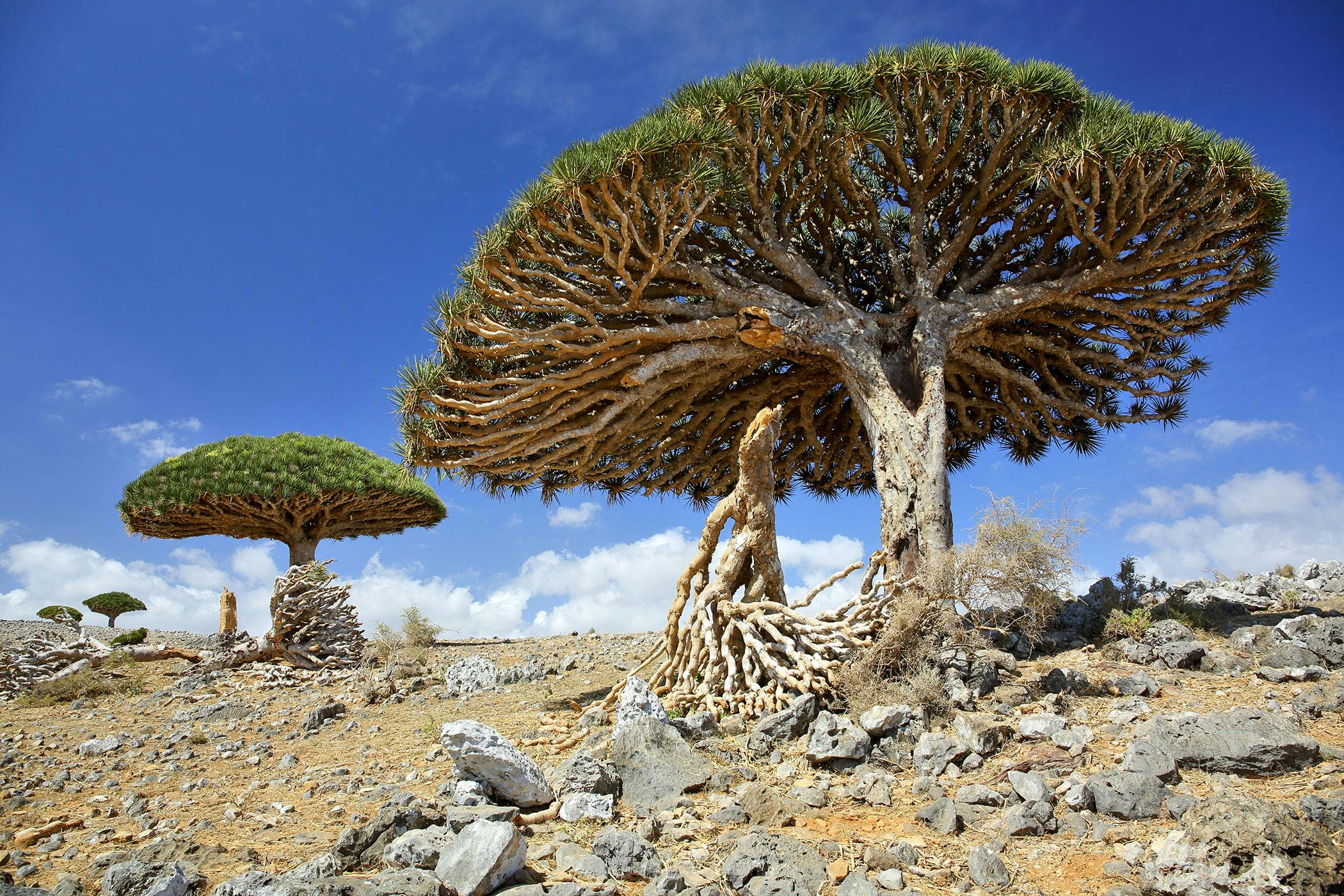 Dragon tree poisonous to 2024 dogs