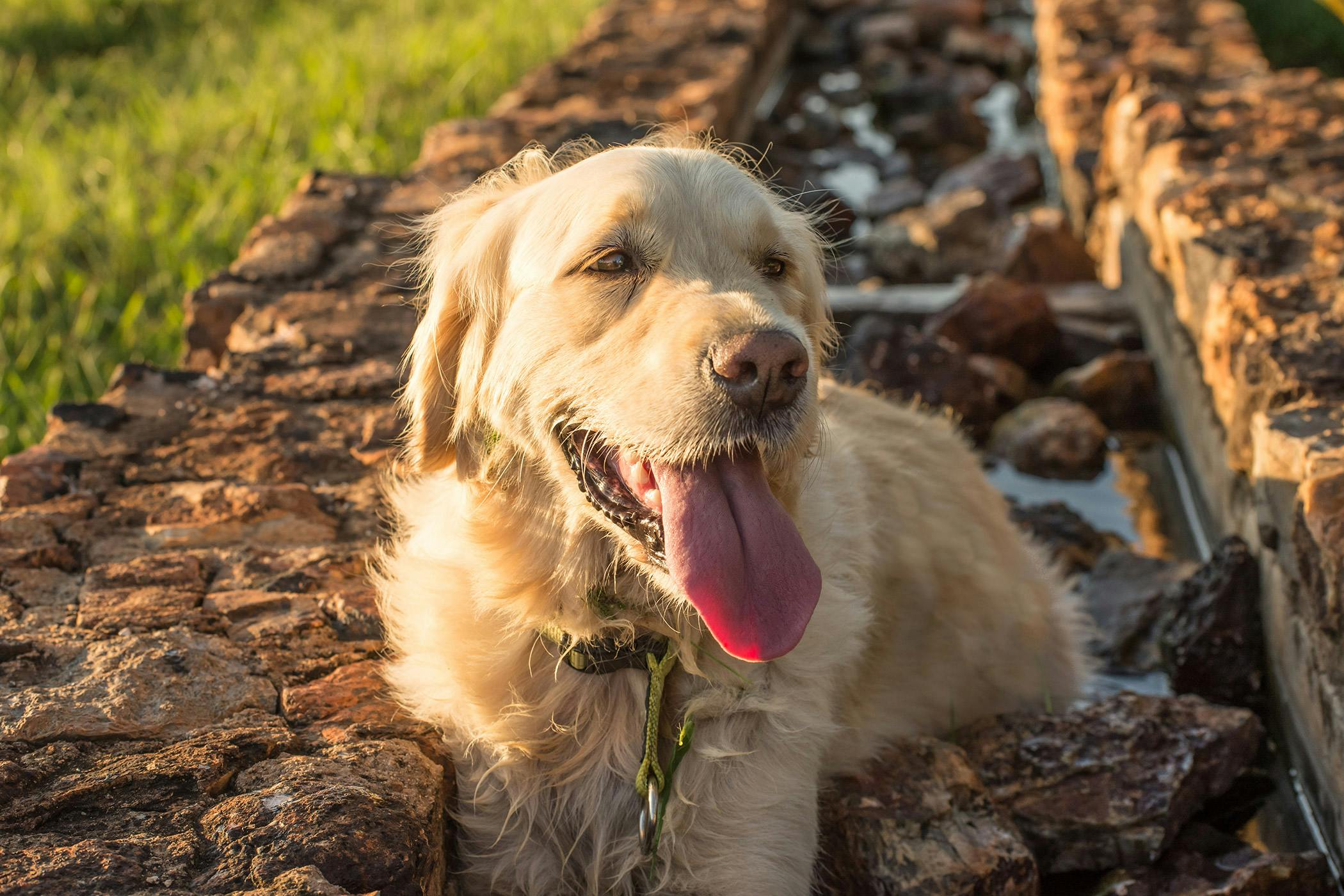 why-is-my-dogs-eye-red-and-droopy