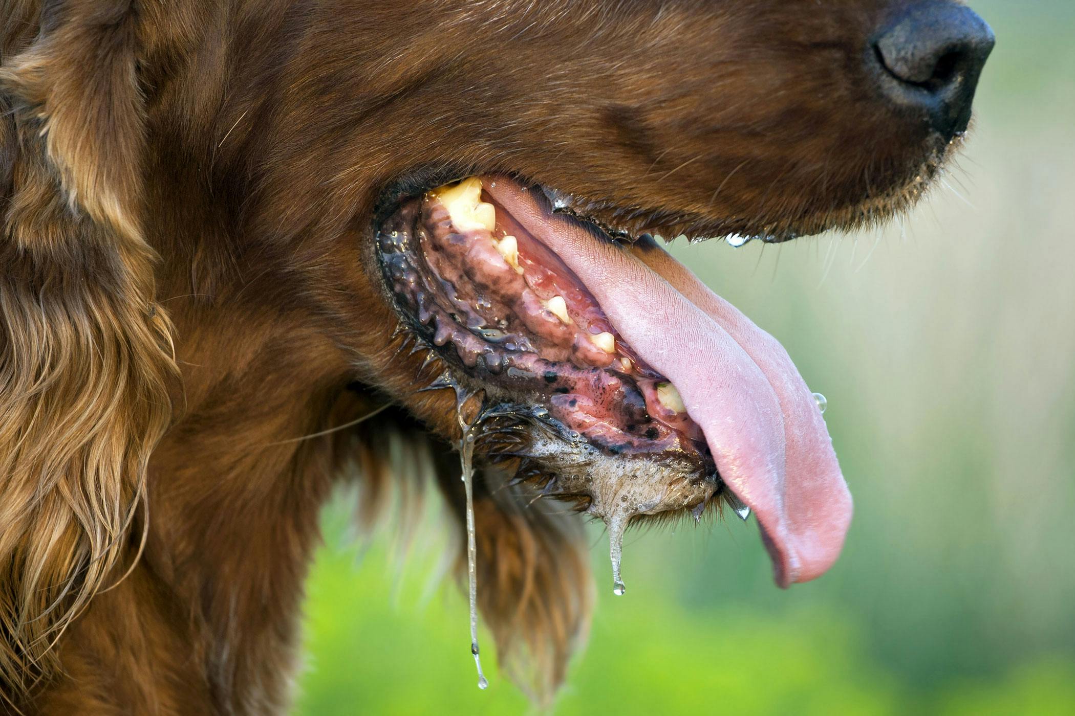 Drug Poisoning In Dogs Symptoms Causes Diagnosis Treatment Recovery Management Cost