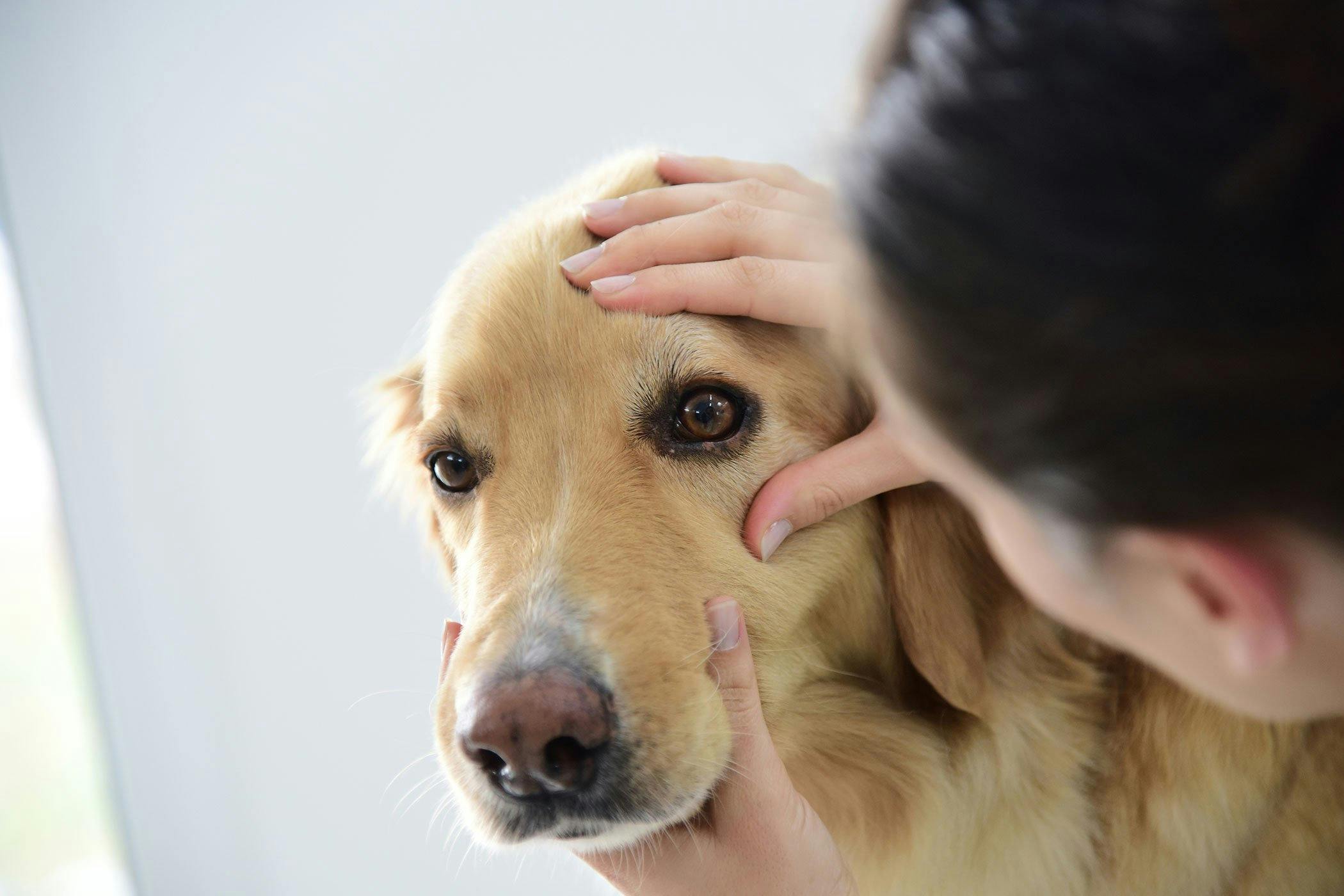 how do you clear a blocked tear duct in a dog