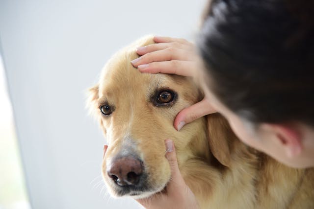 Dry Eye in Dogs - Symptoms, Causes, Diagnosis, Treatment, Recovery, Management, Cost