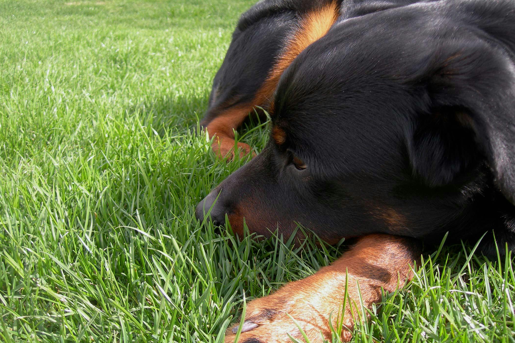 does dust affect dogs