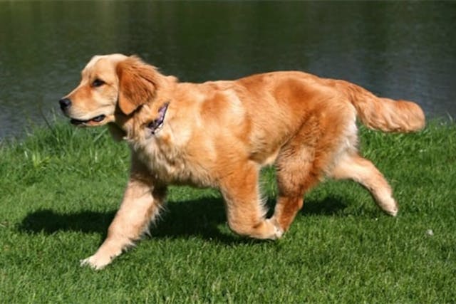 Dysbiosis (Leaky Gut) in Dogs - Symptoms, Causes, Diagnosis, Treatment, Recovery, Management, Cost