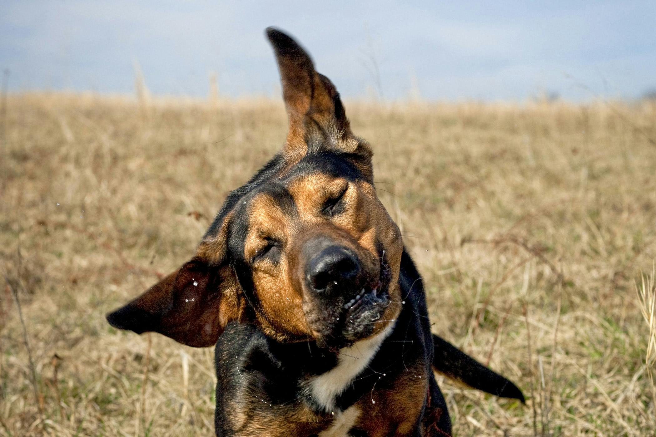 do dogs sweat from ears