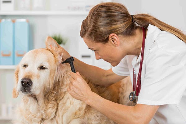 inside of dog's ear red and itchy