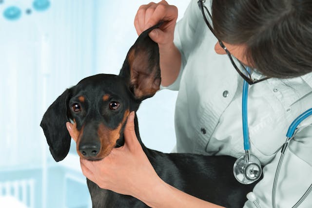 Ear Infection and Inflammation in Dogs - Symptoms, Causes, Diagnosis, Treatment, Recovery, Management, Cost