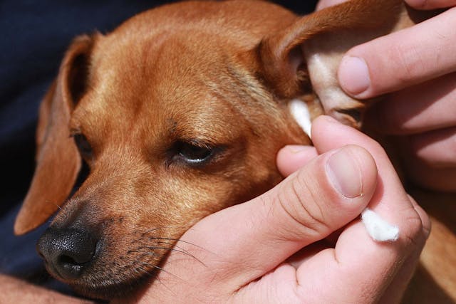 Ear Infection due to Allergies in Dogs - Symptoms, Causes, Diagnosis, Treatment, Recovery, Management, Cost