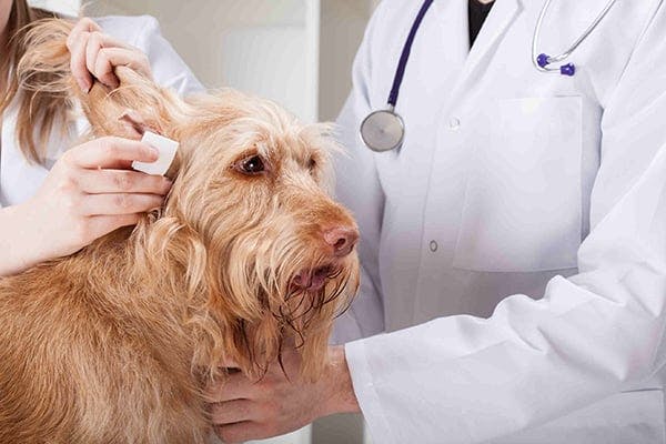 Ear Infections and Total Ear Canal Ablation in Dogs Symptoms