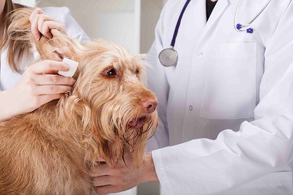 Ear Infections and Total Ear Canal Ablation in Dogs - Symptoms, Causes, Diagnosis, Treatment, Recovery, Management, Cost