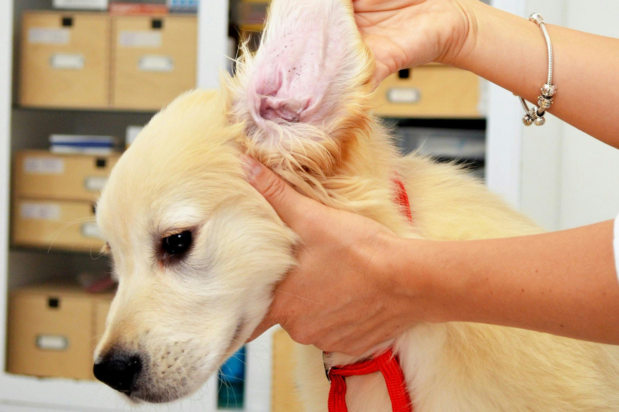 what causes mites in dogs