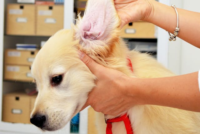 can humans get dog ear mites