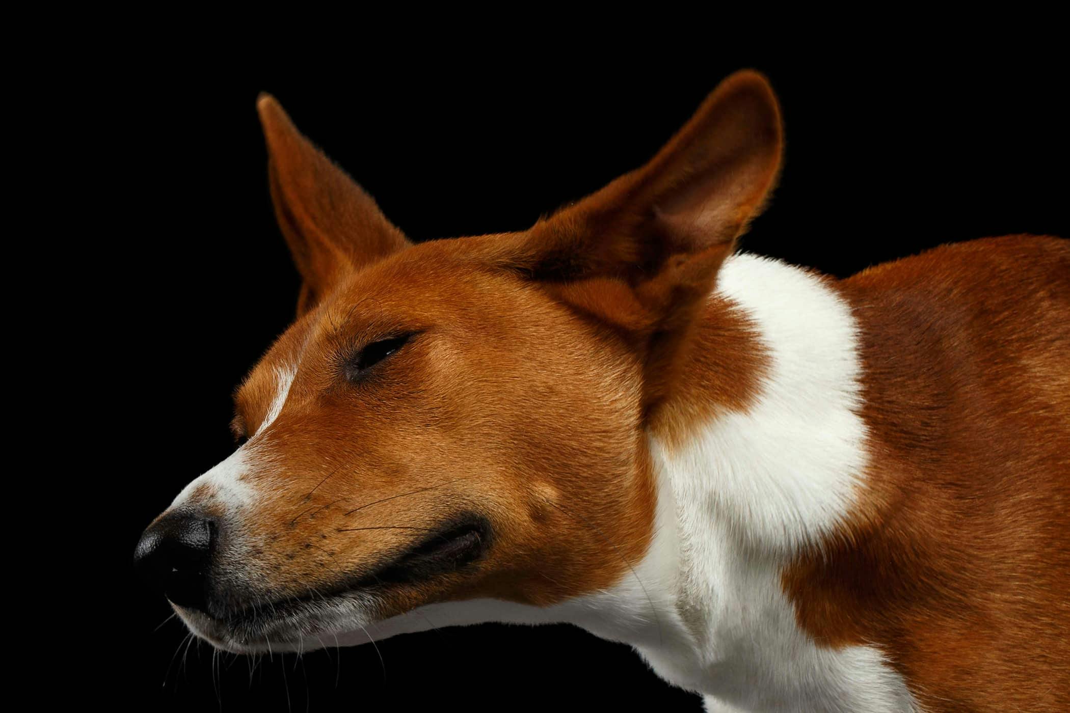 Do Dogs Ears Stink When They Have An Ear Infection 