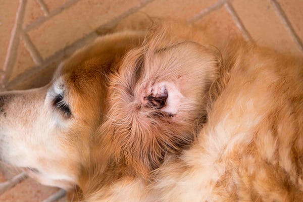 Ear Tumors in Dogs - Symptoms, Causes, Diagnosis, Treatment, Recovery, Management, Cost