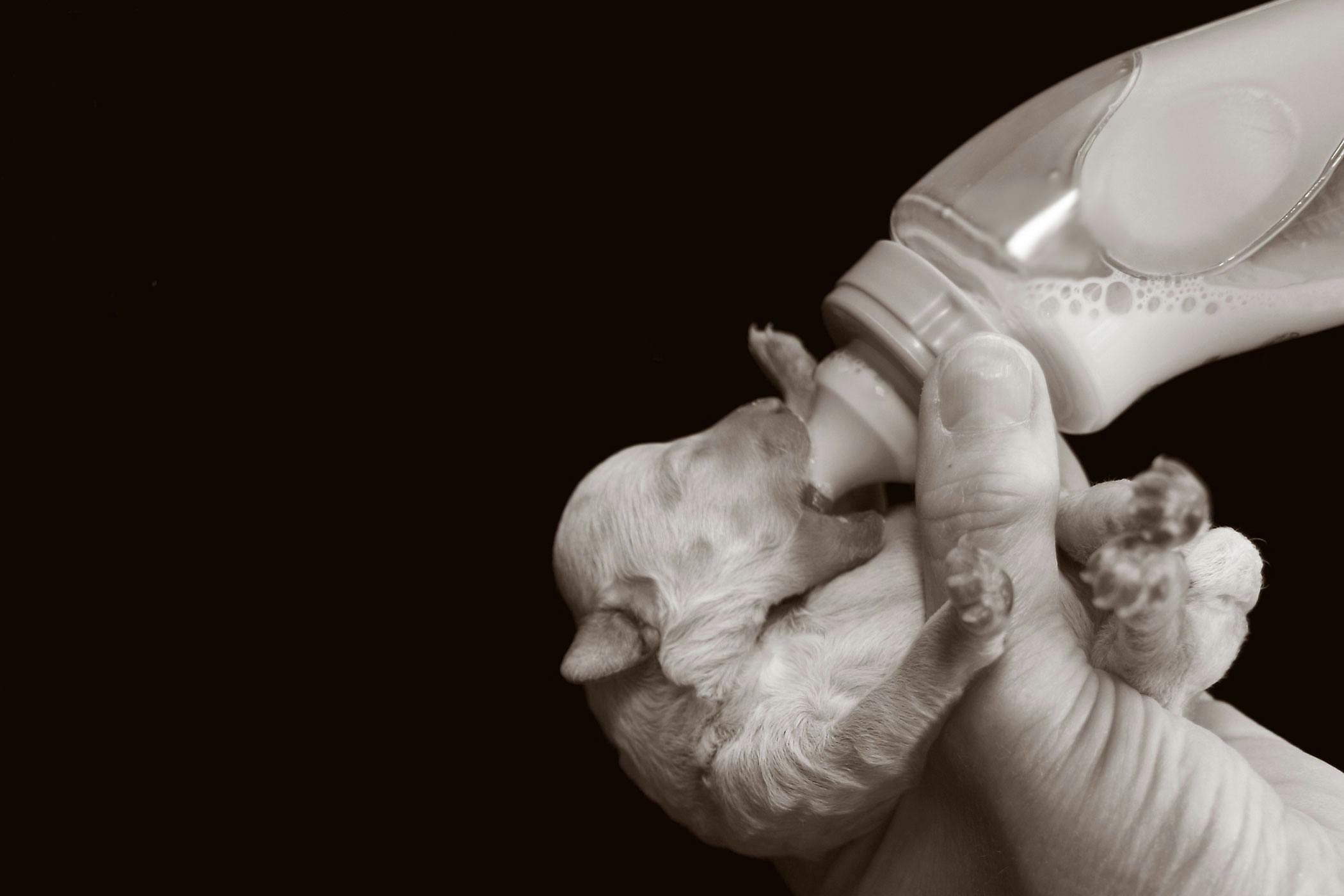 what causes puppies to be born stillborn