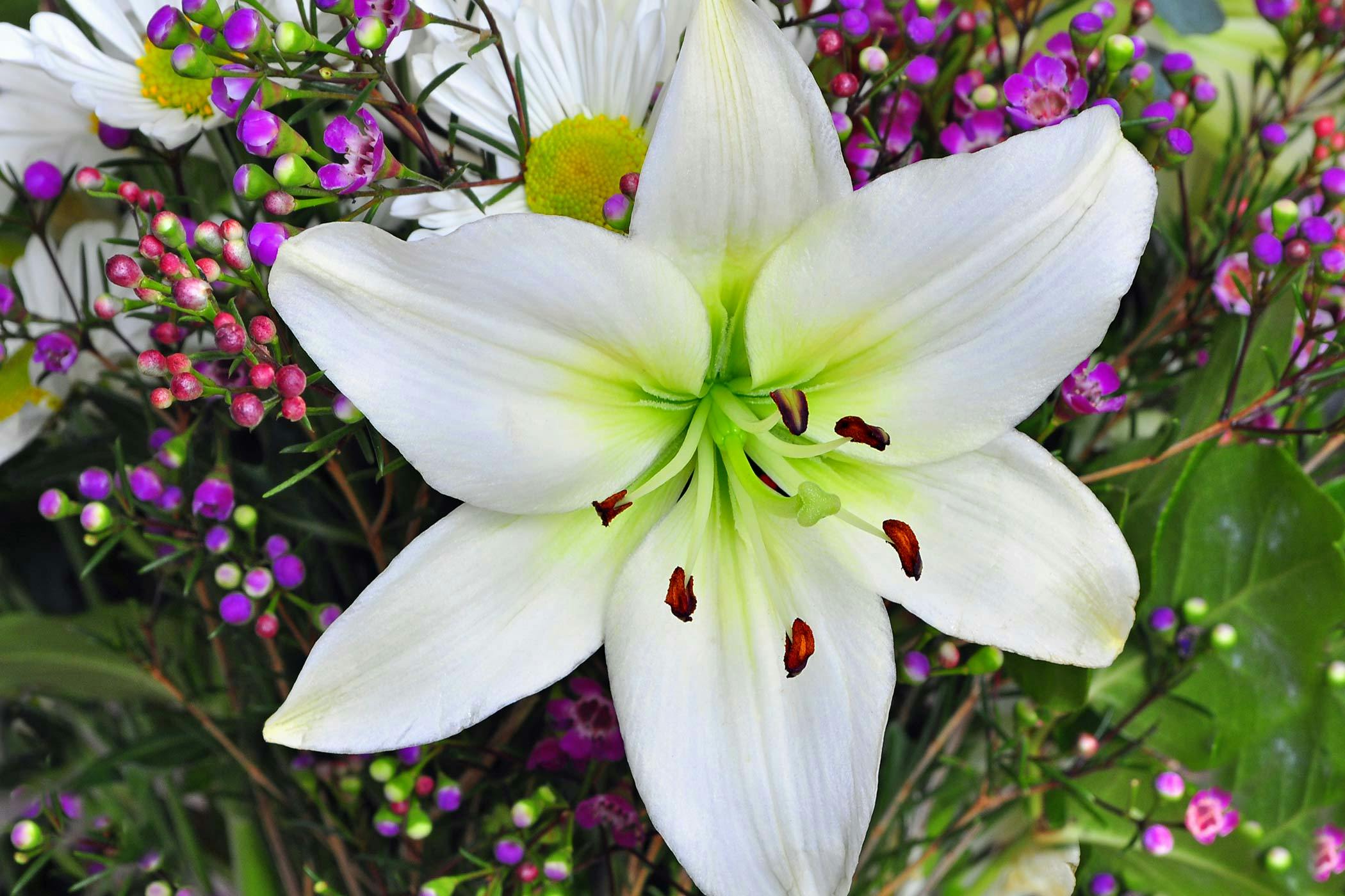 are peace lilies dangerous to dogs