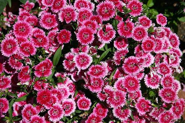 dianthus poisonous to dogs