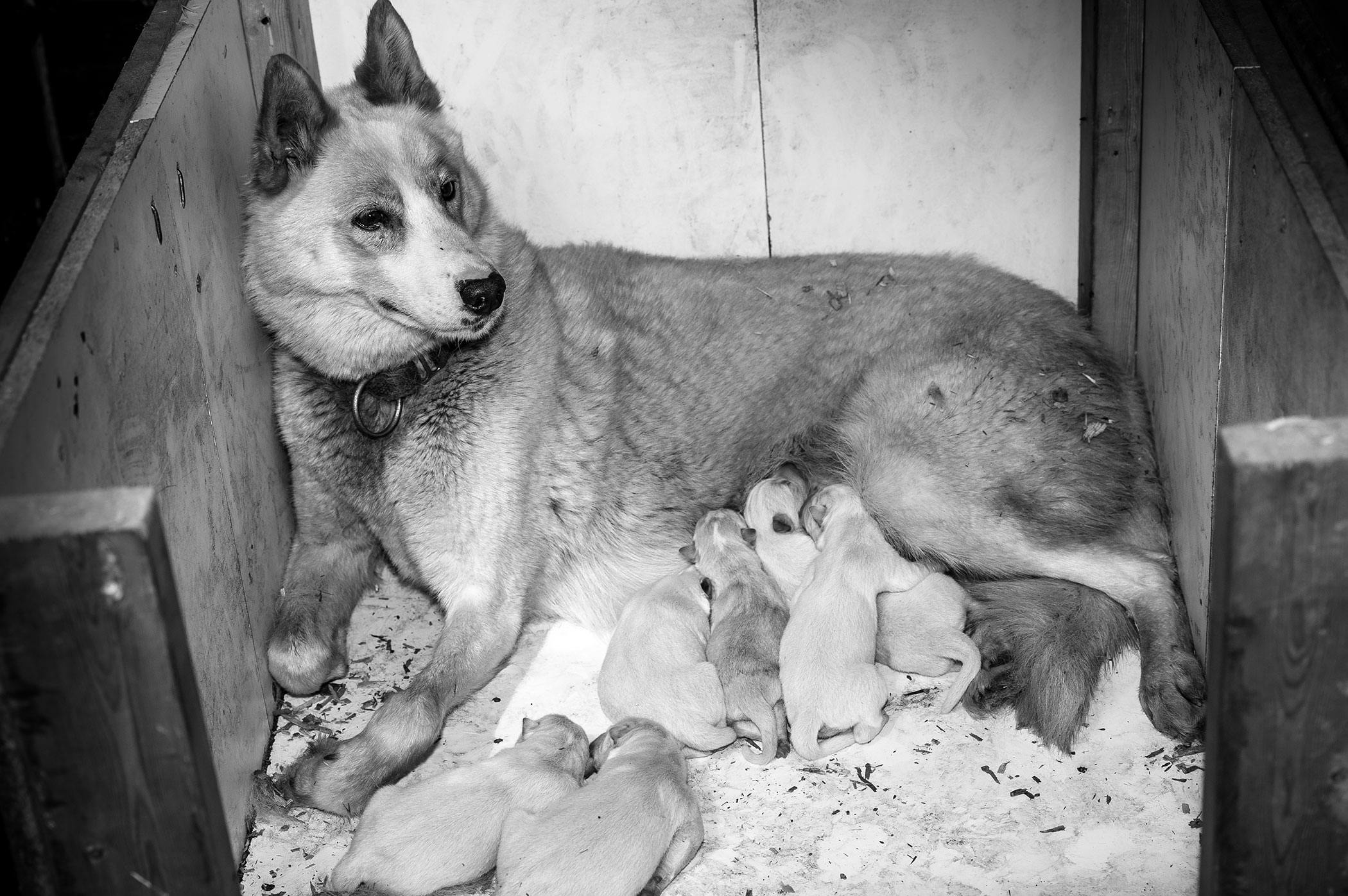 Mother dog throws outlet up to feed puppies