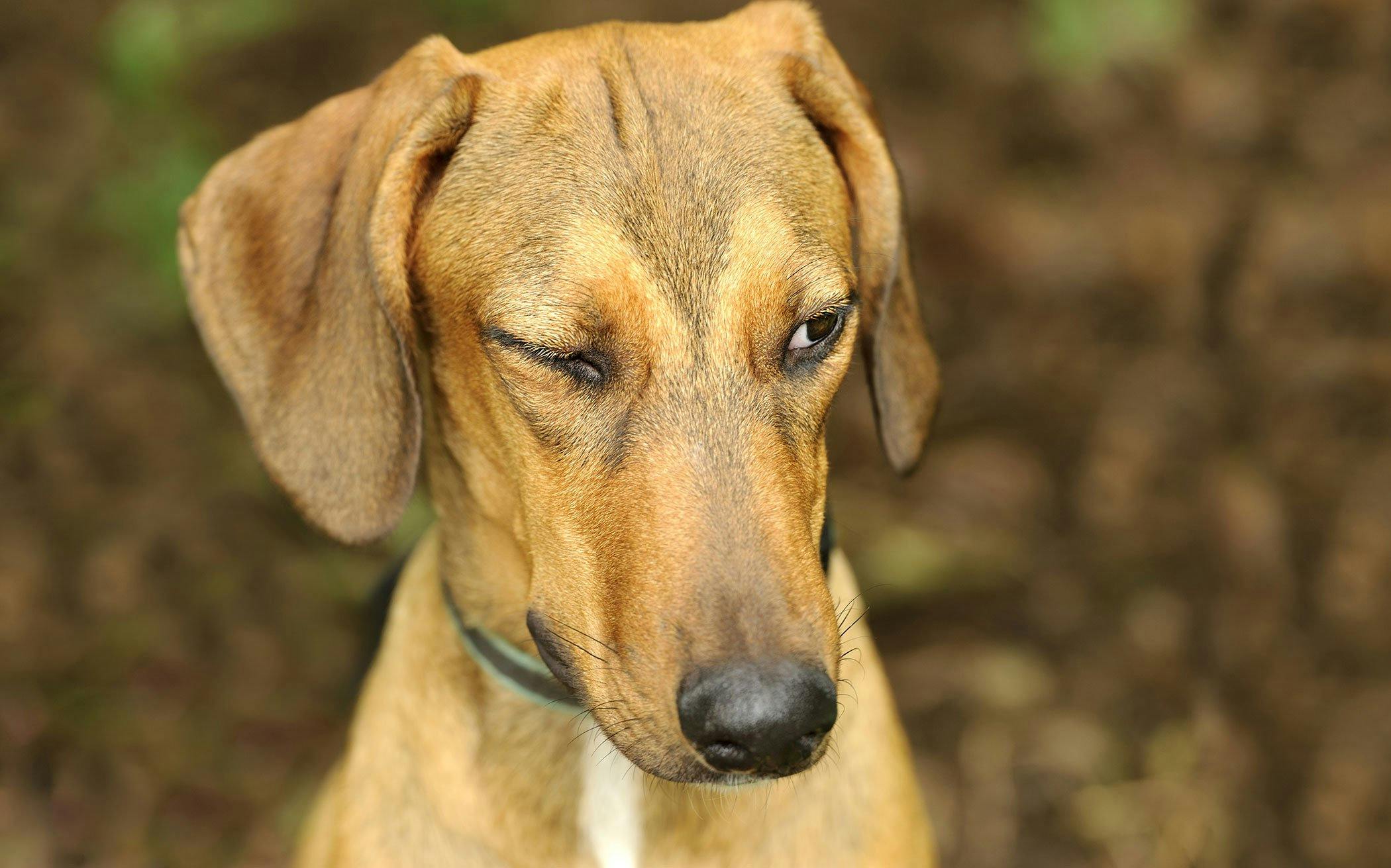 droopy eyelid dog